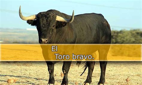 Toro Bravo Betano