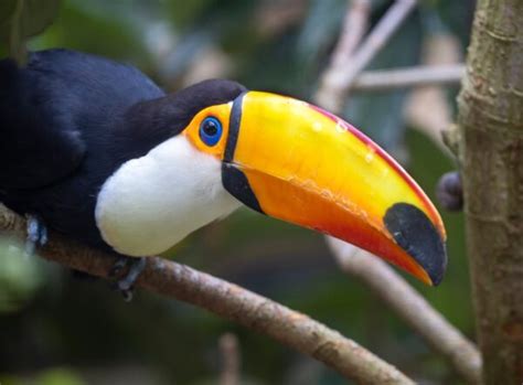 Toucan Betsul