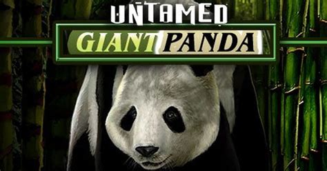 Untamed Giant Panda Betsul