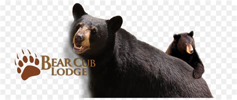 Urso Preto Casino E Resort