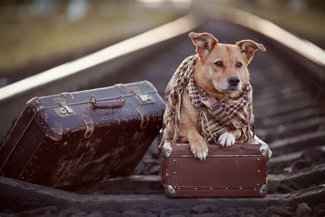 Valise De Roleta Despeje Chien