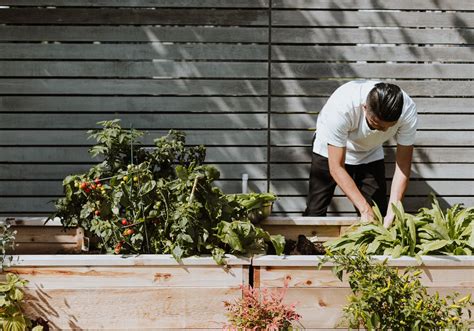 Veggies Plot Bodog