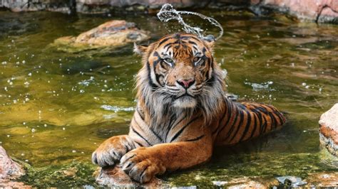 Water Tiger Novibet