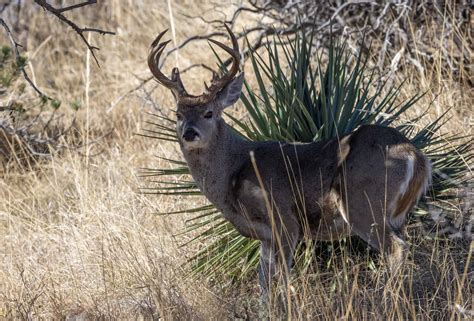 White Deer Bodog