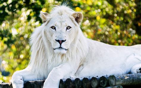 White Lion Sportingbet