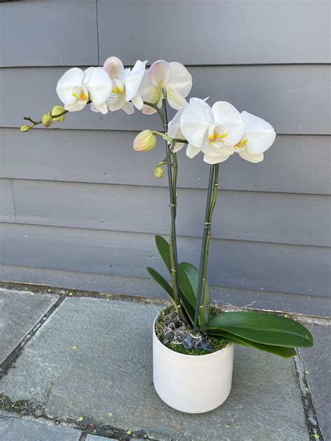 White Orchid Bet365