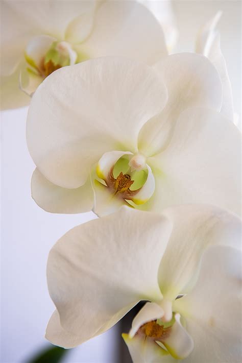 White Orchid Betsul