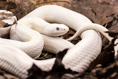 White Python Betfair