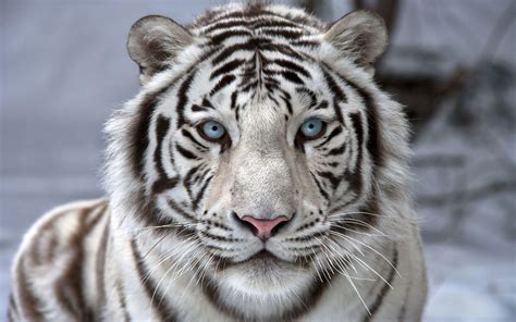 White Tiger Betway