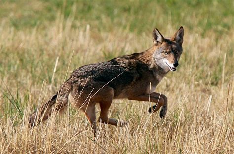 Wild Coyote Brabet