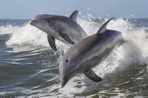 Wild Dolphin Betsul