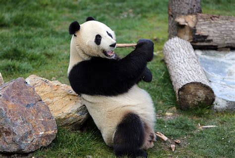 Wild Giant Panda Bodog