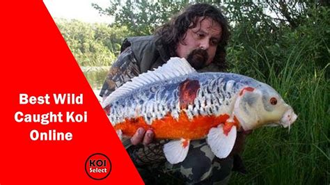 Wild Koi Bwin