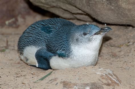 Wild Penguin Betsul