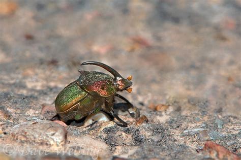 Wild Scarabs Brabet