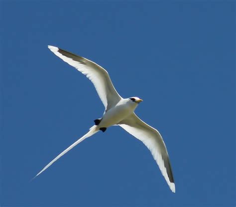 Wild Tropic Bird Sportingbet