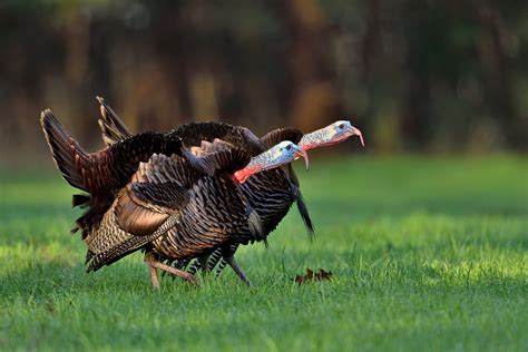 Wild Turkey Novibet