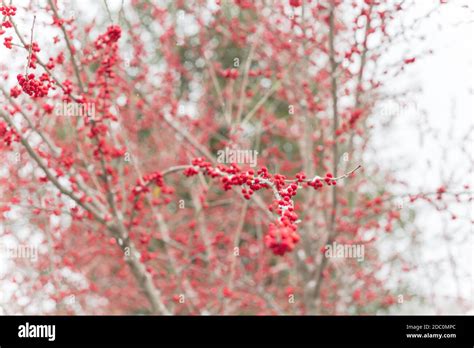 Winter Berries Blaze