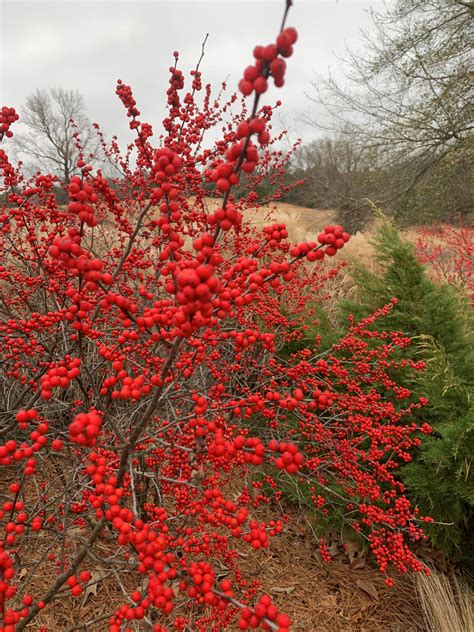 Winter Berries Parimatch