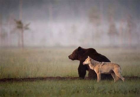 Wolf Bear Netbet