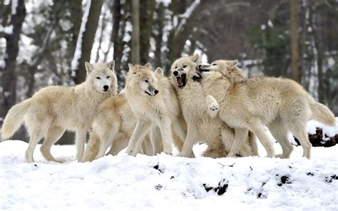 Wolf Pack Bodog